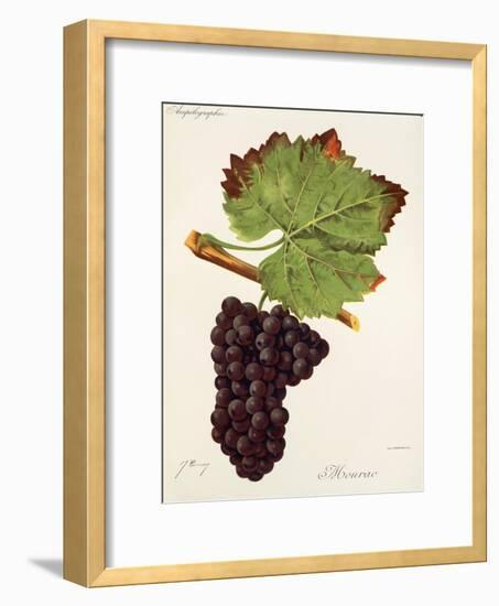 Mourac Grape-J. Troncy-Framed Giclee Print