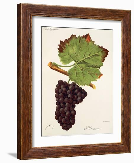 Mourac Grape-J. Troncy-Framed Giclee Print