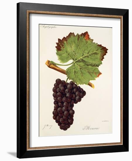 Mourac Grape-J. Troncy-Framed Giclee Print