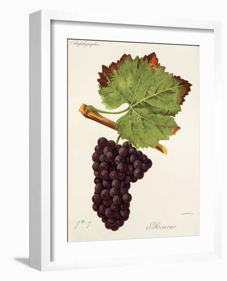 Mourac Grape-J. Troncy-Framed Giclee Print