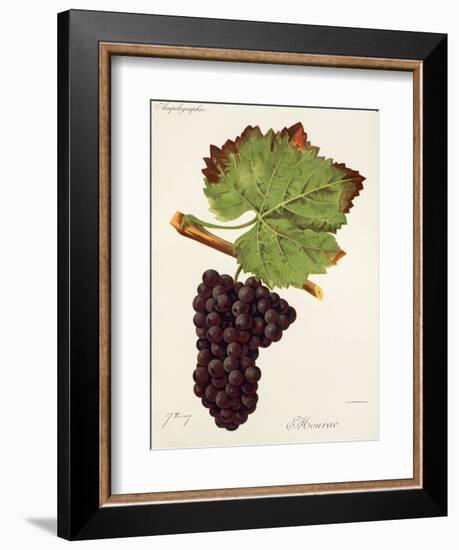 Mourac Grape-J. Troncy-Framed Giclee Print