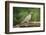 Mouring Dove-Gary Carter-Framed Photographic Print