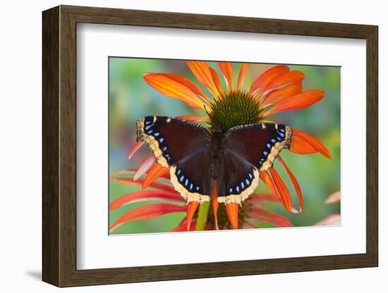 Mourning Cloak Butterfly-Darrell Gulin-Framed Photographic Print