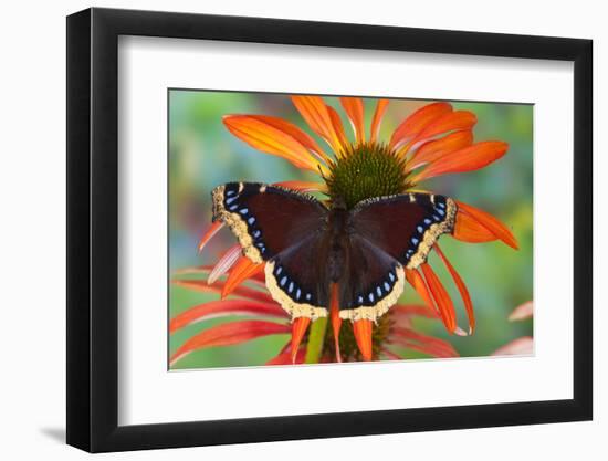 Mourning Cloak Butterfly-Darrell Gulin-Framed Photographic Print