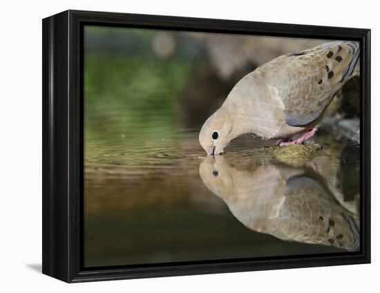 Mourning Dove drinking, Hill Country, Texas, USA-Rolf Nussbaumer-Framed Premier Image Canvas