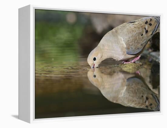 Mourning Dove drinking, Hill Country, Texas, USA-Rolf Nussbaumer-Framed Premier Image Canvas