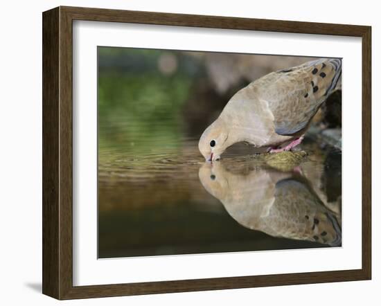 Mourning Dove drinking, Hill Country, Texas, USA-Rolf Nussbaumer-Framed Photographic Print