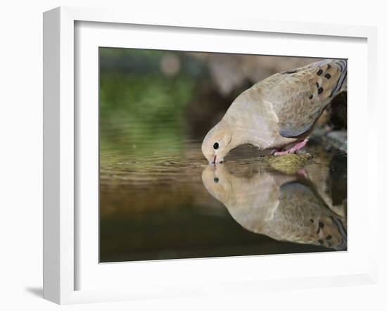 Mourning Dove drinking, Hill Country, Texas, USA-Rolf Nussbaumer-Framed Photographic Print