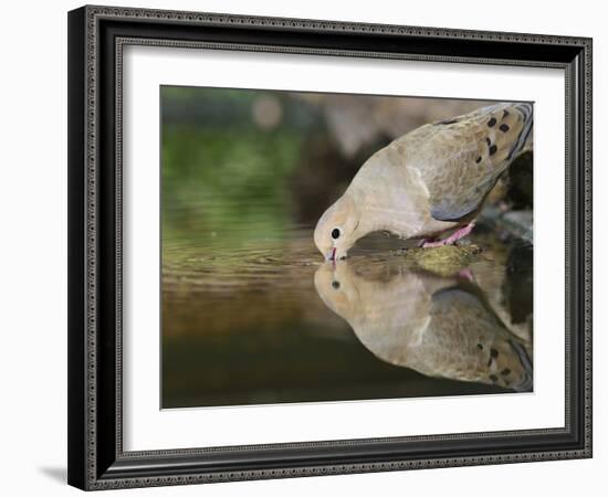 Mourning Dove drinking, Hill Country, Texas, USA-Rolf Nussbaumer-Framed Photographic Print