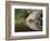 Mourning Dove drinking, Hill Country, Texas, USA-Rolf Nussbaumer-Framed Photographic Print