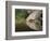 Mourning Dove drinking, Hill Country, Texas, USA-Rolf Nussbaumer-Framed Photographic Print