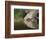 Mourning Dove drinking, Hill Country, Texas, USA-Rolf Nussbaumer-Framed Photographic Print