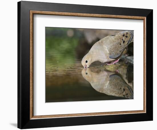 Mourning Dove drinking, Hill Country, Texas, USA-Rolf Nussbaumer-Framed Photographic Print