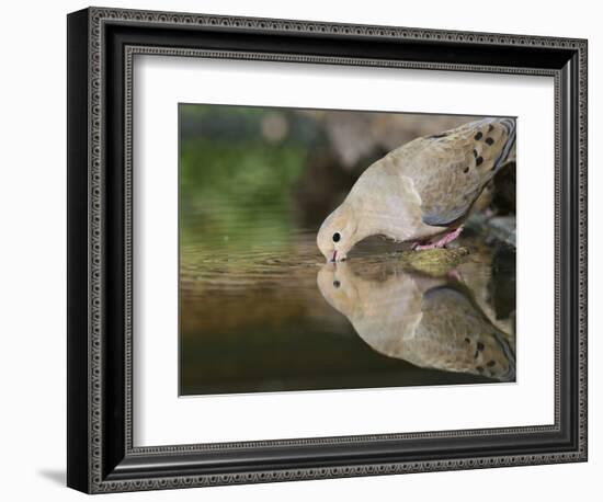 Mourning Dove drinking, Hill Country, Texas, USA-Rolf Nussbaumer-Framed Photographic Print