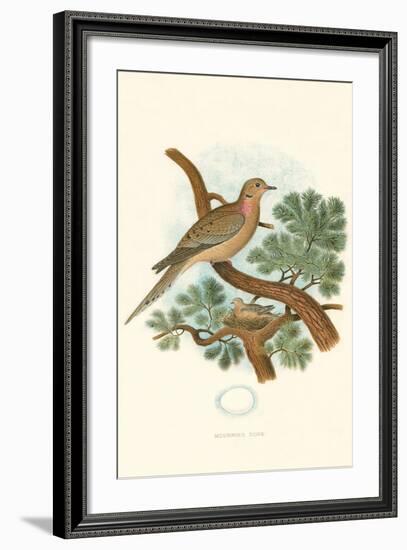 Mourning Dove Nest and Eggs-null-Framed Art Print