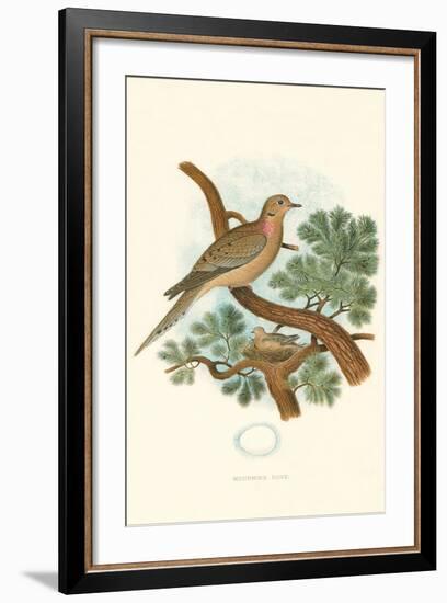 Mourning Dove Nest and Eggs-null-Framed Art Print