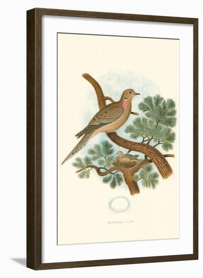 Mourning Dove Nest and Eggs-null-Framed Art Print