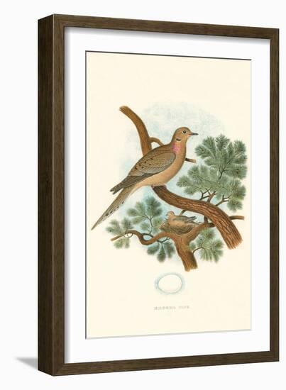 Mourning Dove Nest and Eggs-null-Framed Art Print