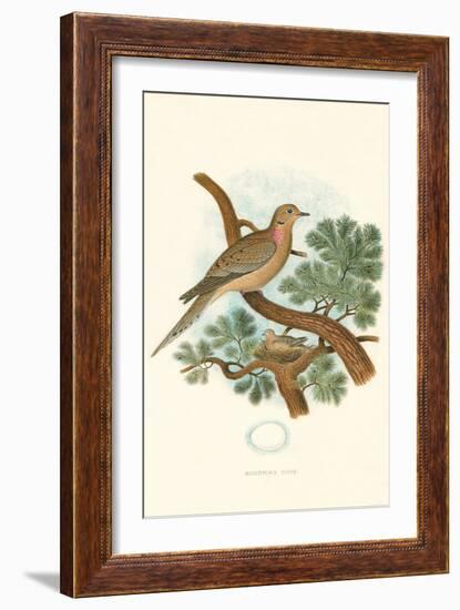 Mourning Dove Nest and Eggs-null-Framed Art Print