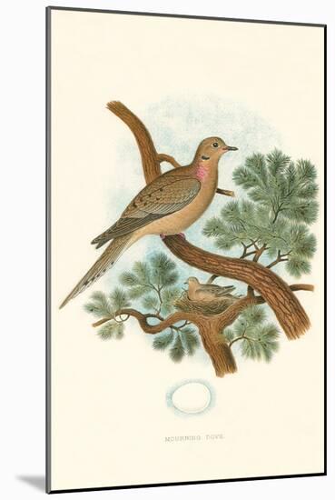 Mourning Dove Nest and Eggs-null-Mounted Art Print