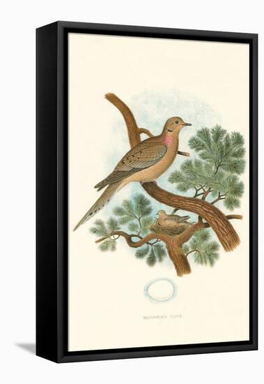 Mourning Dove Nest and Eggs-null-Framed Stretched Canvas