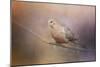 Mourning Dove on a Winter Evening-Jai Johnson-Mounted Giclee Print