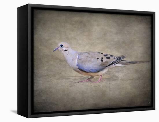 Mourning Dove Portrait-Jai Johnson-Framed Premier Image Canvas