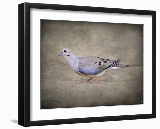 Mourning Dove Portrait-Jai Johnson-Framed Giclee Print