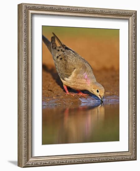 Mourning Dove, Texas, USA-Larry Ditto-Framed Photographic Print