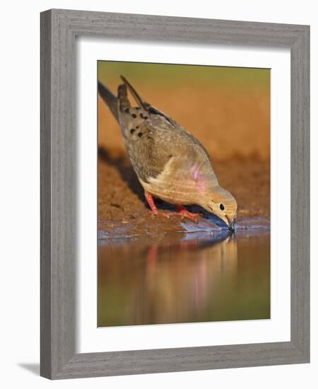 Mourning Dove, Texas, USA-Larry Ditto-Framed Photographic Print