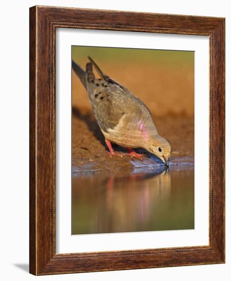 Mourning Dove, Texas, USA-Larry Ditto-Framed Photographic Print