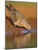 Mourning Dove, Texas, USA-Larry Ditto-Mounted Photographic Print