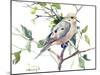 Mourning Dove-Suren Nersisyan-Mounted Art Print