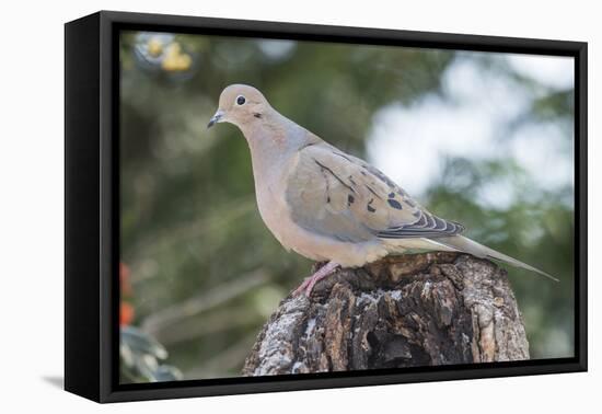 Mourning Dove-Gary Carter-Framed Premier Image Canvas