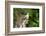 Mourning Dove-Gary Carter-Framed Photographic Print