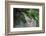 Mourning Dove-Gary Carter-Framed Photographic Print