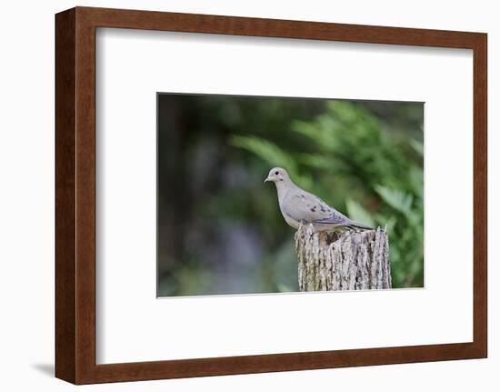 Mourning Dove-Gary Carter-Framed Photographic Print