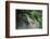 Mourning Dove-Gary Carter-Framed Photographic Print