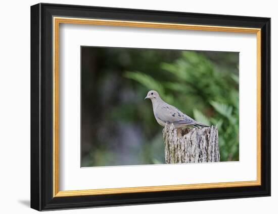 Mourning Dove-Gary Carter-Framed Photographic Print