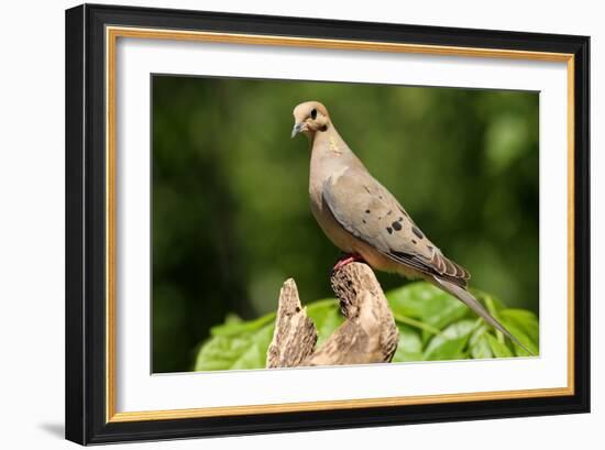 Mourning Dove-Lantern Press-Framed Art Print