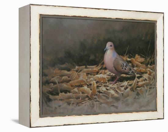 Mourning Dove-Michael Jackson-Framed Premier Image Canvas