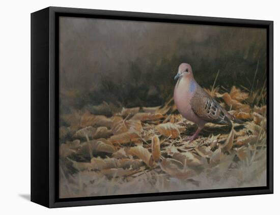 Mourning Dove-Michael Jackson-Framed Premier Image Canvas