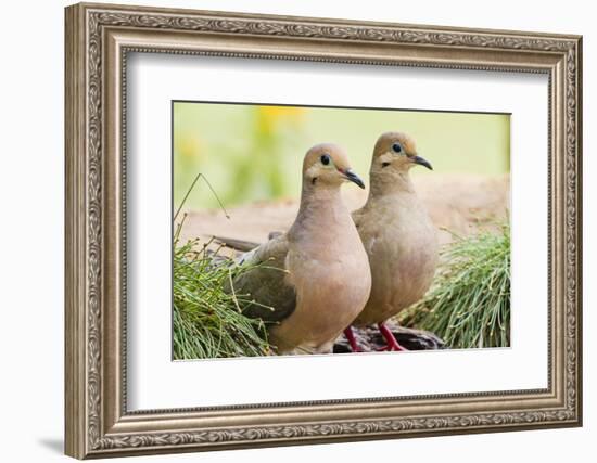 Mourning Doves (Zeaida Macroura) Pair-Larry Ditto-Framed Photographic Print