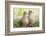 Mourning Doves (Zeaida Macroura) Pair-Larry Ditto-Framed Photographic Print