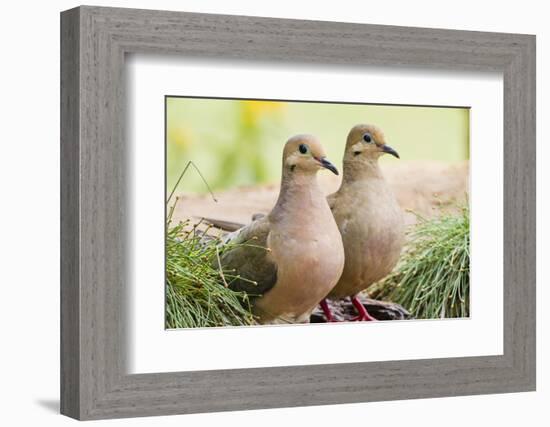 Mourning Doves (Zeaida Macroura) Pair-Larry Ditto-Framed Photographic Print