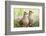 Mourning Doves (Zeaida Macroura) Pair-Larry Ditto-Framed Photographic Print