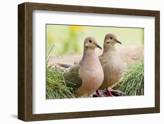 Mourning Doves (Zeaida Macroura) Pair-Larry Ditto-Framed Photographic Print