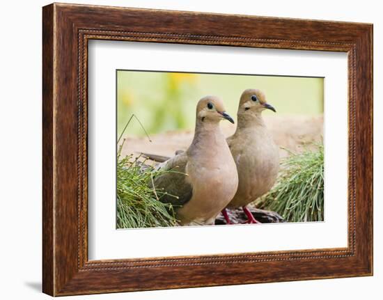 Mourning Doves (Zeaida Macroura) Pair-Larry Ditto-Framed Photographic Print