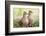 Mourning Doves (Zeaida Macroura) Pair-Larry Ditto-Framed Photographic Print