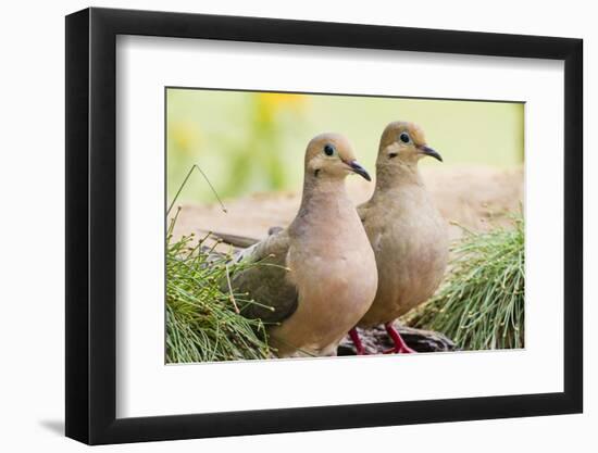 Mourning Doves (Zeaida Macroura) Pair-Larry Ditto-Framed Photographic Print